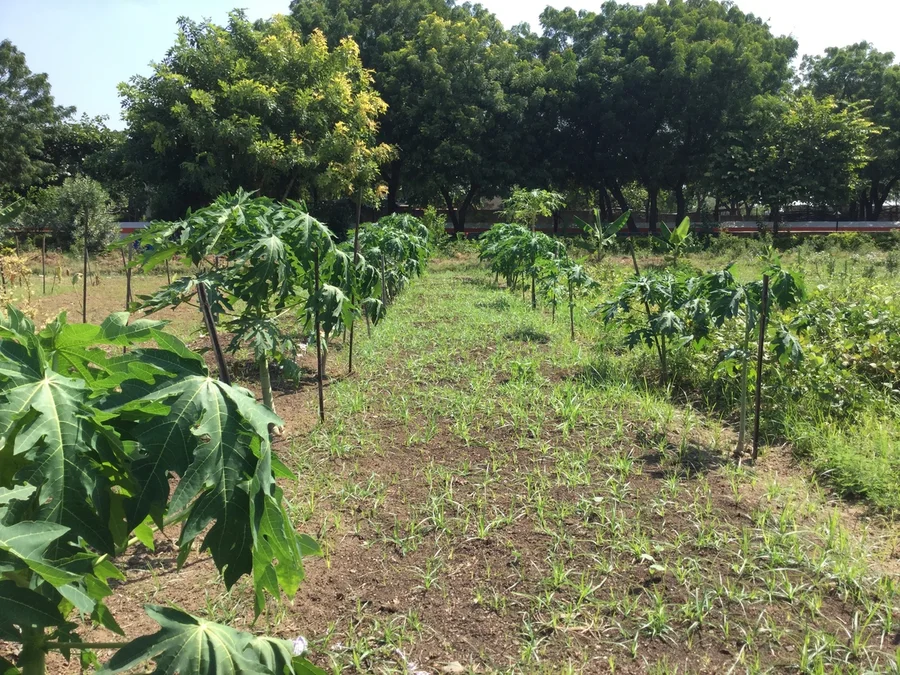 2017 papaya seedlings as teenagers 1200